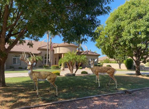 Gorgeous Pair of Deer in Golden Color Aluminum Garden Statues