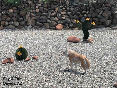 Realistic Looking Small Standing Coyote (Brown) Aluminum Garden Statue